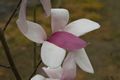 Magnolia soulangeana Royal Crown-12 Magnolia pośrednia
